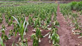 HUJAN, PETANI TEMBAKAU RERANCAM GAGAL PANEN